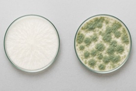 Триходерма: самый частый и опасный контаминант в микологии