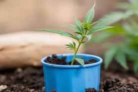 Подготовка рассады каннабиса к высадке в аут