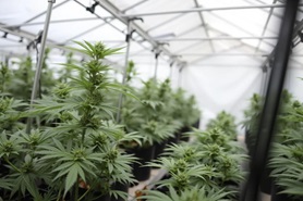 Каннабис в теплице: с чего начать